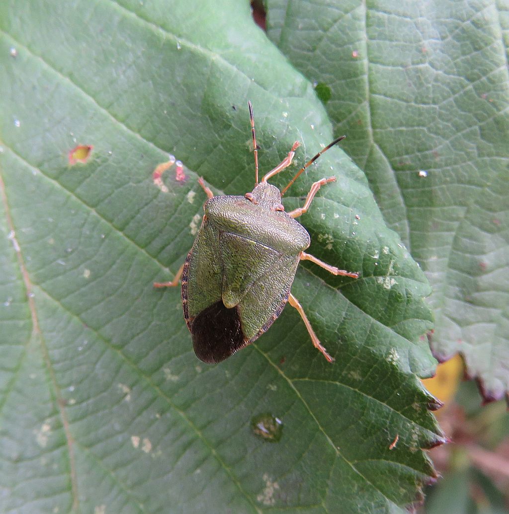  Common Green Shieldbug 